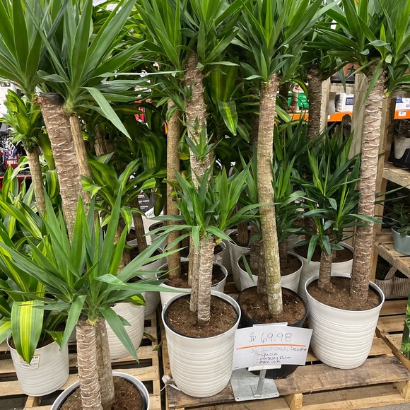 Meet your Posher, Amy - Picture 1 of 2